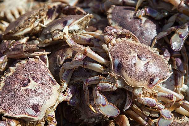 istock lots of live and fresh crabs 2235282685