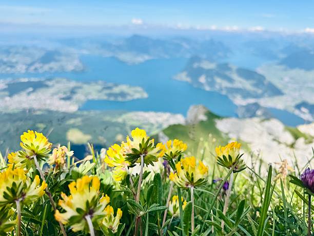 istock wildflowers and lake Lucerne 2235283237