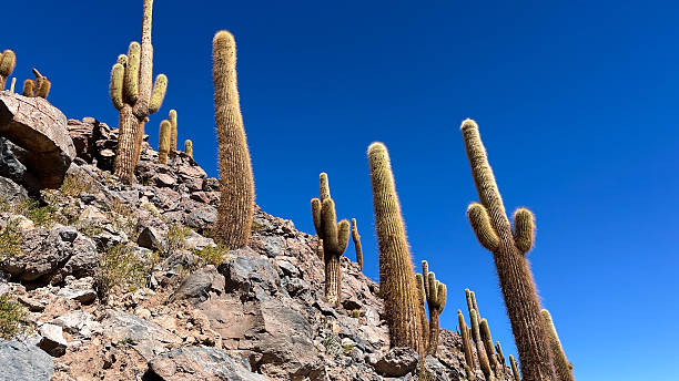 Giant cardons cacti 'Leucostele atacamensis' in Vilama River Canyon. Cactus plants may be nearly 1000 years and till 8 meters high and are one of the main natural tourist attraction close to San Pedro de Atacama in Chile.