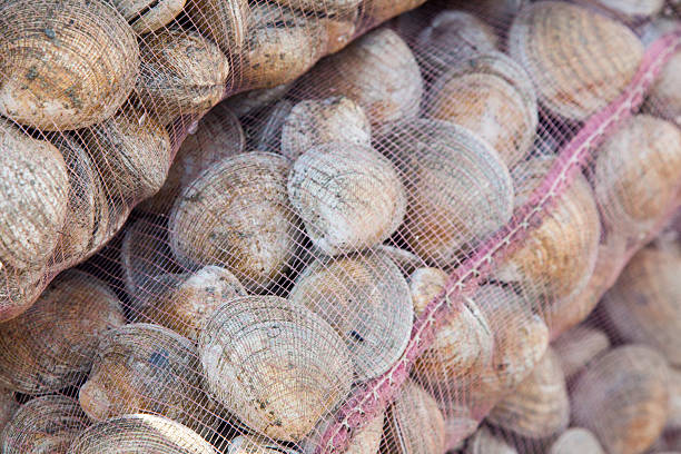Close-up of clams freshly caught from the sea in sacks ready to be sold background