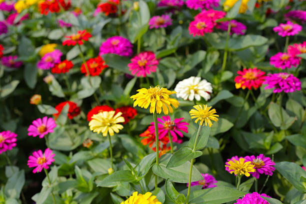 istock Colorful zinnias in full bloom 2235289177