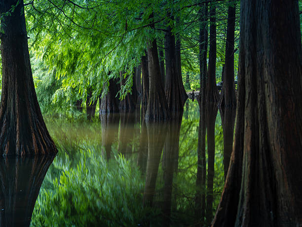 istock Metasequoia glyptostroboides wood 2235289953