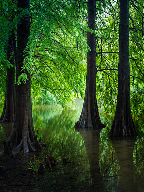 istock Metasequoia glyptostroboides wood 2235290014