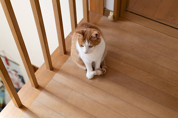istock Cute cat sitting and staring 2235291927
