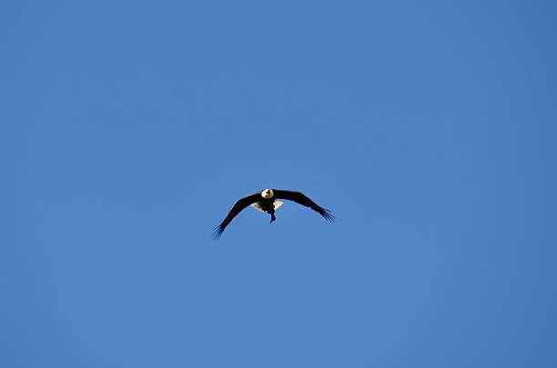 araffe flying in the sky with a fish in its beak