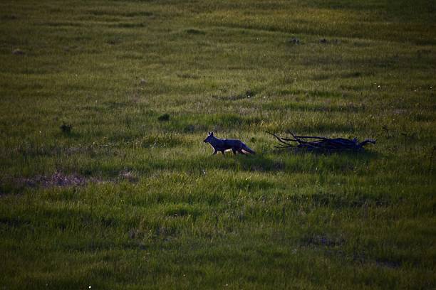 istock there is a dog that is walking in the grass 2235292879