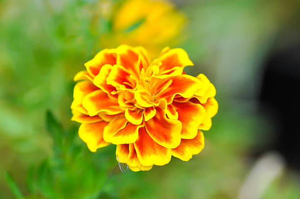 marigold or calendula flower , Tagetes erecta  L or Compositae or African Marigold or yellow flower