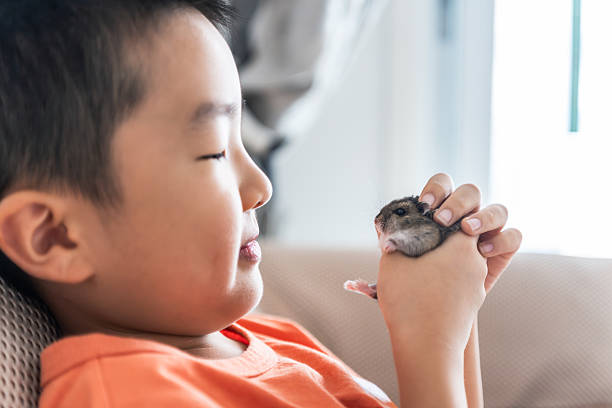 Young boy holding a small hamster with a gentle expression