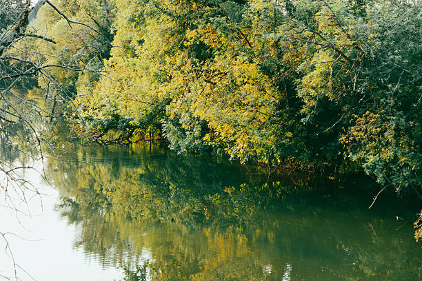 Trees covered in yellow and green leaves hanging over a clear still river and reflecting back in the waters surface. Taken in the Tualatin River National Wildlife Refuge, while walking along the hiking trails to the south of Portland, Oregon.