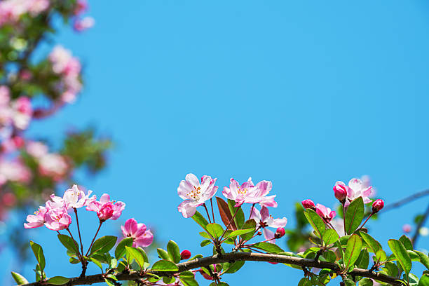 Blossoming crabapple branches with sunny blue sky copy space scene