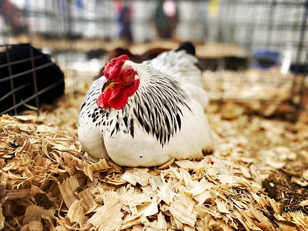 Beautiful Rooster in a Cage at a Fair