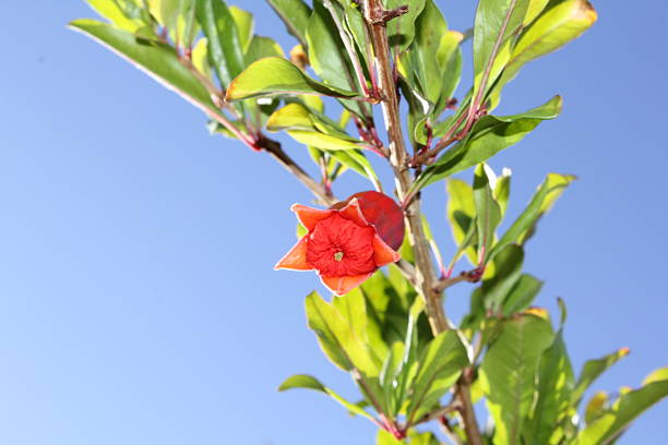 This photo captures a beautiful moment as the petals of a pomegranate flower begin to unfurl. The star-shaped opening reveals the intricate structure and vibrant red interior, signaling the start of a full bloom. The striking contrast of the red petals against the clear blue sky makes for a captivating image.