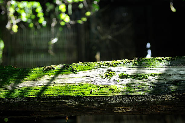 Tree trunks covered in moss in the play of light and shadow