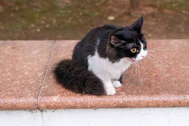 Fluffy Black and White Cat Looking Back on Stone Bench in Nature