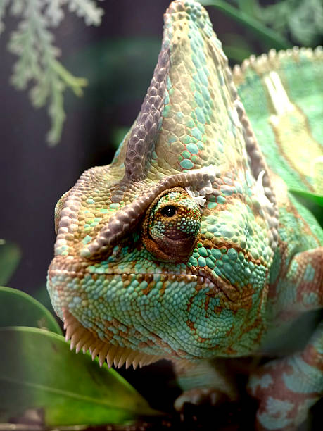 istock A colorful chameleon resting on a branch in its natural habitat 2235302999