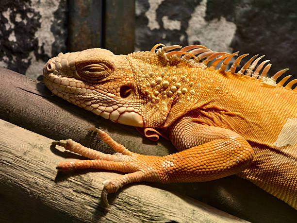 istock A colorful chameleon resting on a branch in its natural habitat 2235304375