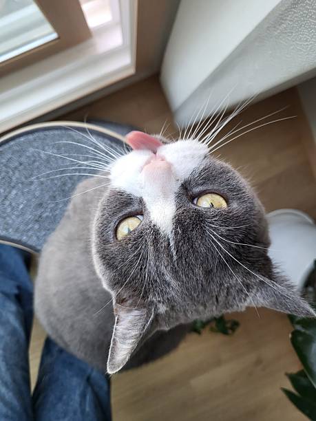 Charming and chubby Indonesian cat playfully exploring the outdoors, with fluffy fur and a curious expression. Full of energy and joy, perfect for cat lovers who enjoy watching playful, happy moments!