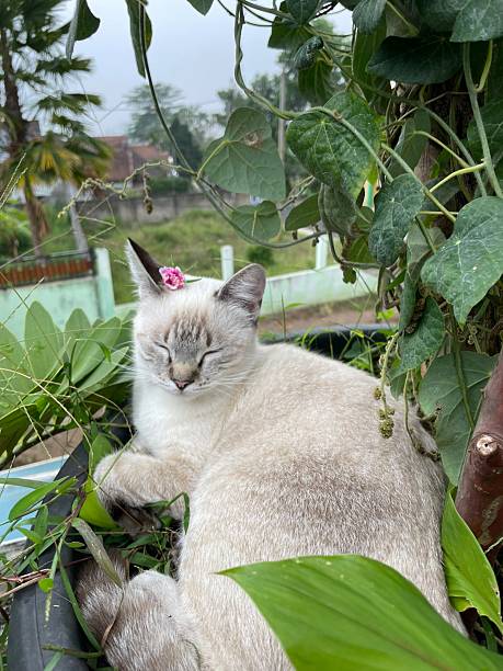 istock Charming and chubby Indonesian cat playfully exploring the outdoors, with fluffy fur and a curious expression. Full of energy and joy, perfect for cat lovers who enjoy watching playful, happy moments! 2235307778