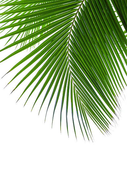 istock Palm tree leaf texture white background isolated closeup, coconut palm leaves decoration, green palm branch frame, exotic foliage pattern, design element for tropical island sea beach, summer holidays 2235308368