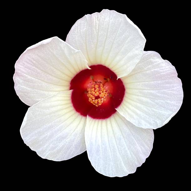 A macro shot of the Style, Anthers, Pollen Sacs and Stigma Pads of a red Hibiscus Flower against a black background