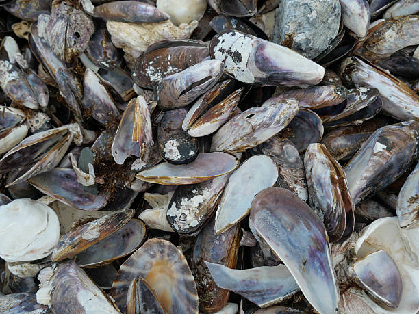 Broken black mussels shells and seashells  lying ontop of each other.Brown conch shell lying  between broken mussel and oyster seashells.