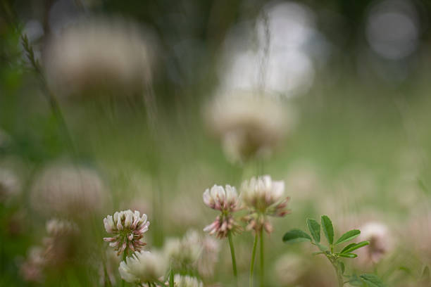 istock nature background with focus on clover blossoms 2235316582