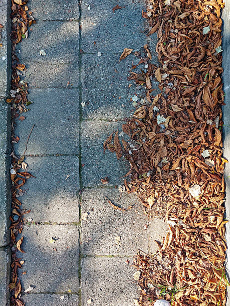 istock Dry Autumn Leaves on Urban Sidewalk 2235318960