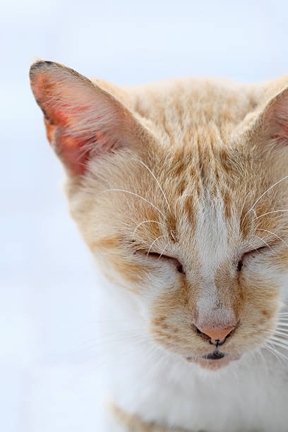 istock Close-up of a sleeping white orange cat 2235320472