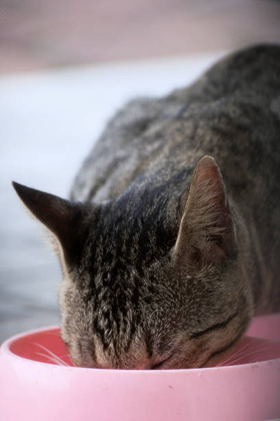 Gray cat eating from its bowl at home