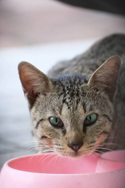 Third eyelid torsion in a gray cat