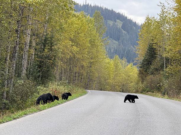 istock Wildlife in Canada black bears 2235322618