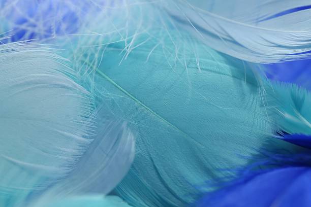 istock Many beautiful feathers as background, closeup view 2235322669