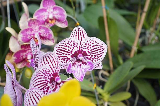 orchid stem full of flowers hanging from the pot in a tropical garden