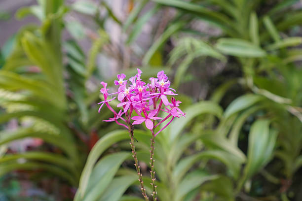 Exotic pink orchid plant with blossoms, cultivated tropical flora.