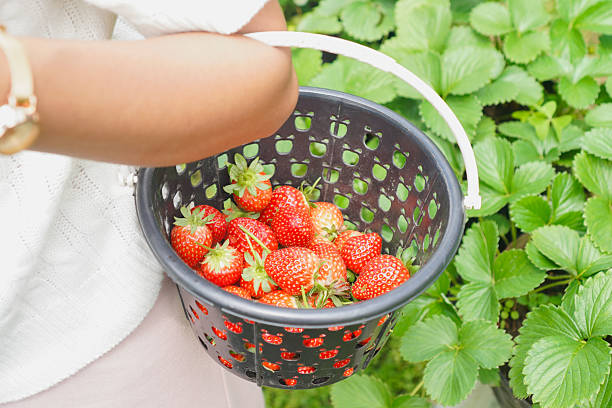 Fresh strawberries in white containers on car roof with scenic mountain and field background, lifestyle