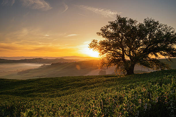 istock spring sunrise inside the tuscany hills, Italy 2235326558