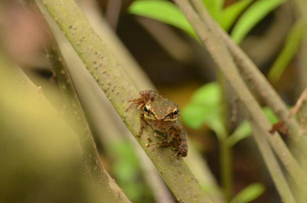 A natural portrait of a brown frog(Fejervarya limnocharis) on a tree branch. The shot is taken with a sharp focus on the subject, highlighting the muzzle and large eyes. The background is subtly blurred, and the natural light creates a beautiful, vibrant color palette for this wildlife shot.