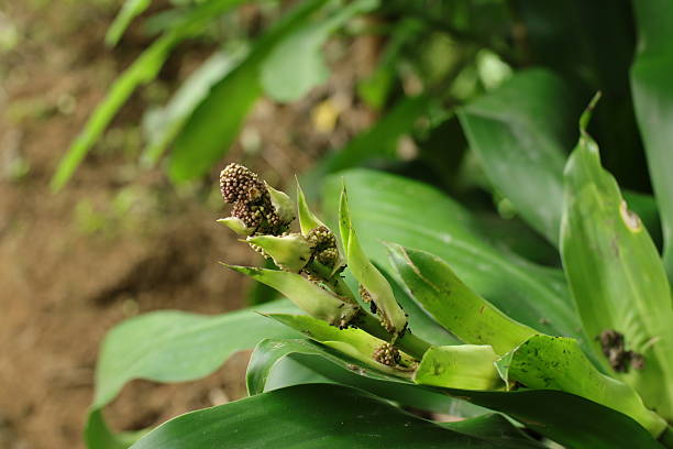 istock Dracaena Fragrans Flowers and Ants 2235326778