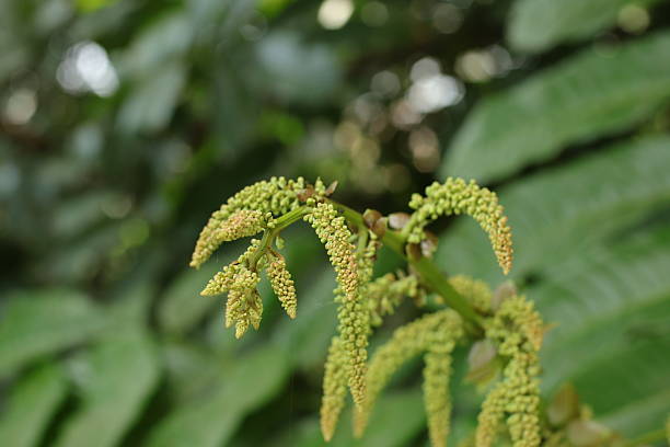 istock Pometia pinnata Green Flower Bud 2235326848