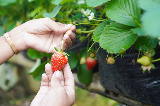 istock Strawberry Picking Close-Up Shot 2235326963