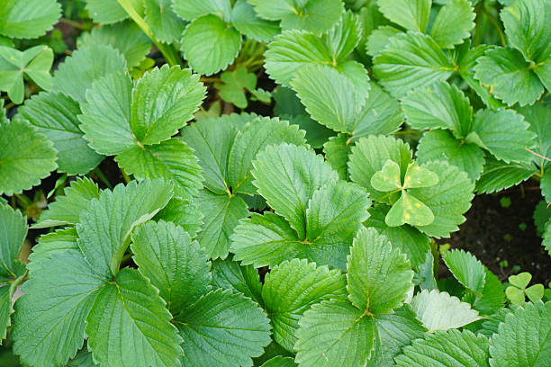 Fresh strawberry leaves in outdoor garden.