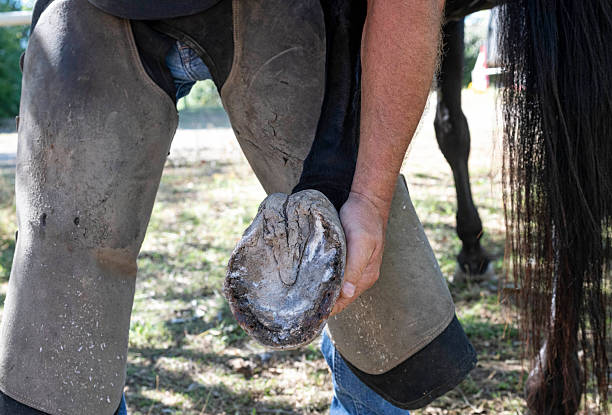 istock Farrier works in a field 2235327968