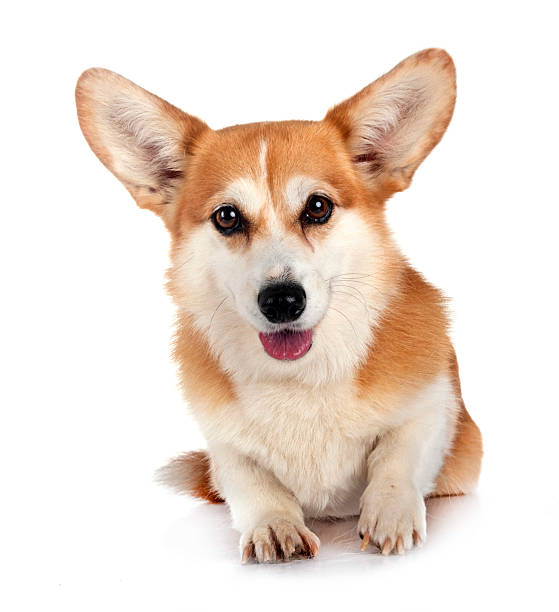 istock Pembroke Welsh Corgi 2235327989
