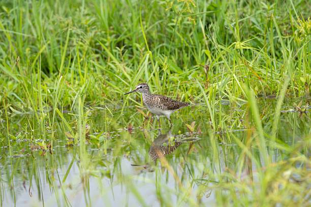 A solitary sandpiper stands in a lush, green wetland area, reflecting in the water below.