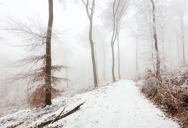 snowy winter road, fantasy forest landscape