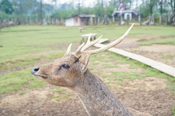 Deer with antlers standing calmly in grassy area outdoors.