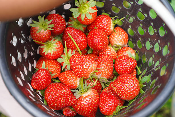 Basket filled with ripe strawberries, captured in natural light.