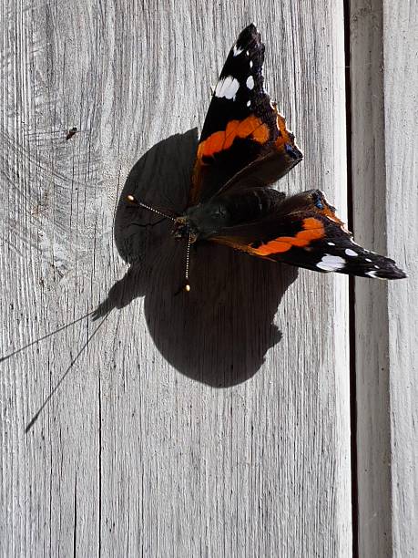 A photograph of a Red Admiral butterfly soaking up the autumn sun whilst resting on a wooden door.