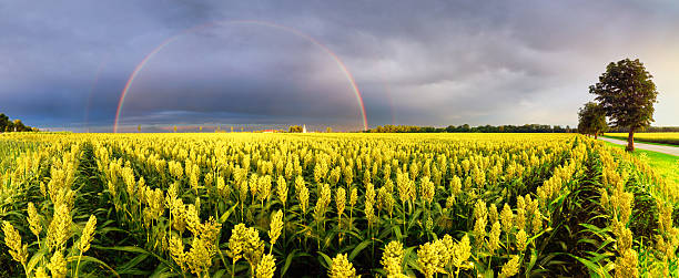 istock Rainbow over yellow sorghum field at dramatic sunset - landscape panorama 2235328880