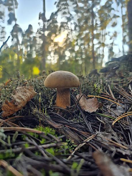 istock Mushrooms in the autumn forest 2235330476